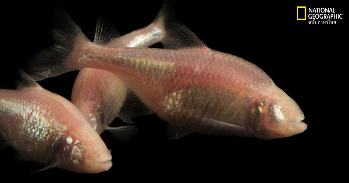 เบาหวาน