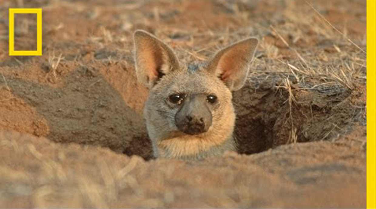 อาร์ดวูลฟ