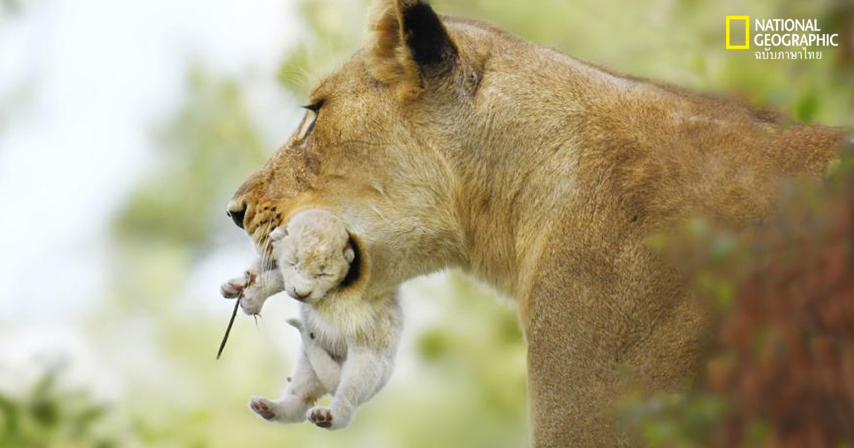 สิงโตขาว