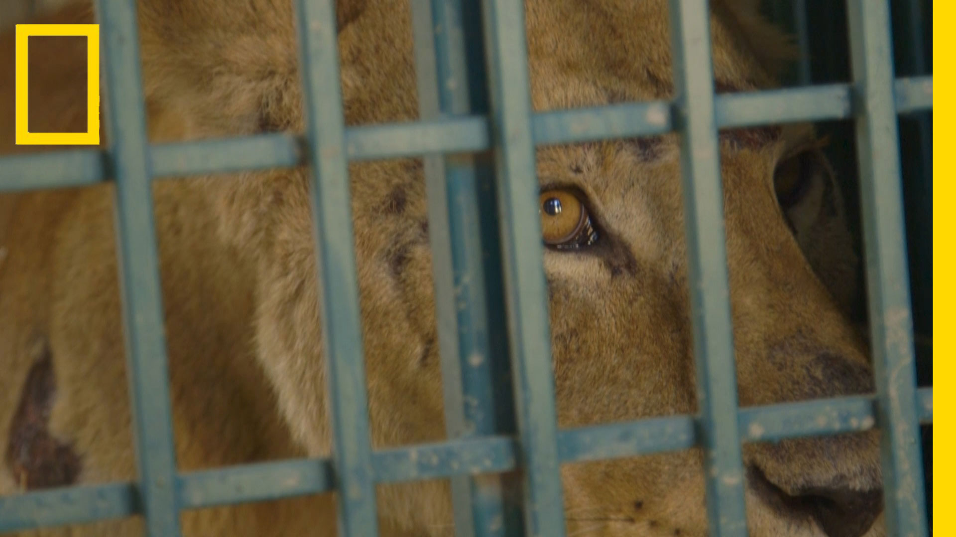 ภารกิจช่วยสรรพสัตว์ออกจากสงครามซีเรีย