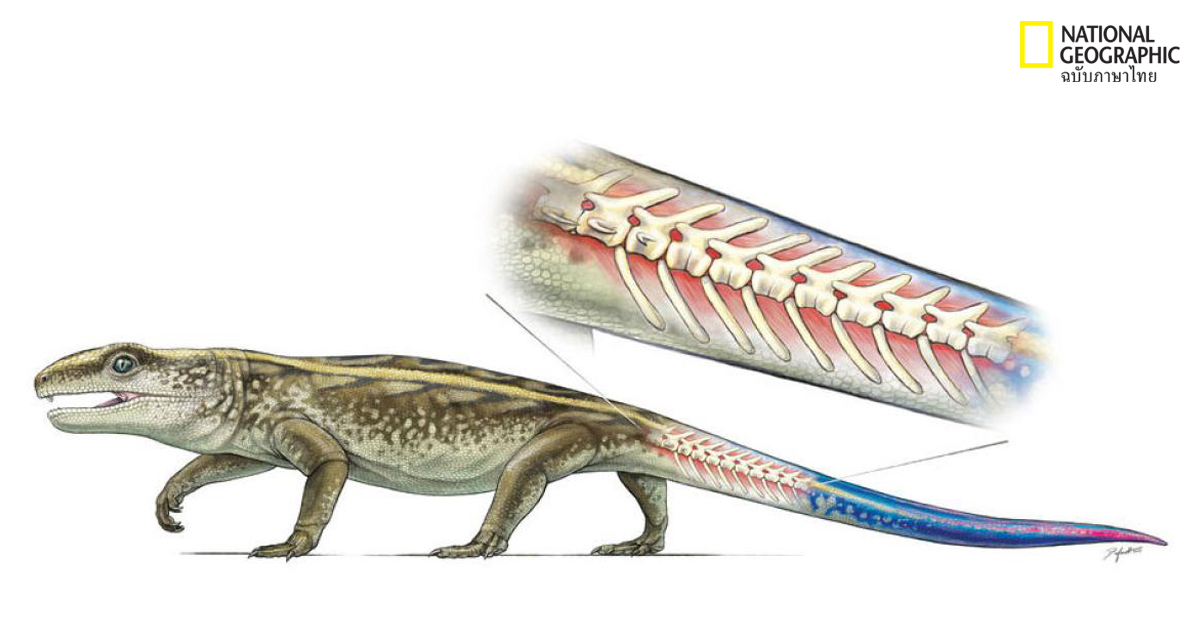 สลัดหาง