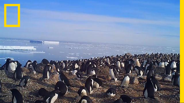 เพนกวินอาเดลี