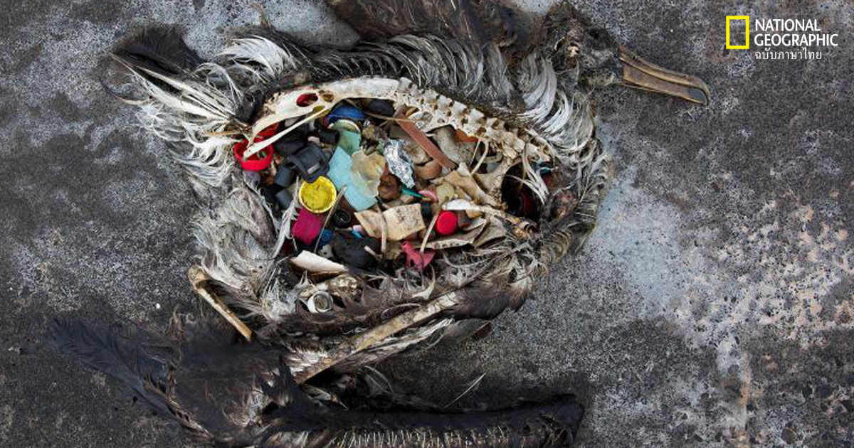 ขยะพลาสติก