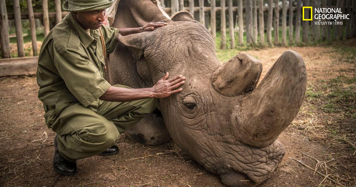 แรดขาวเหนือตัวผู้ตัวสุดท้ายตายแล้ว หรือนี่คือจุดจบ?