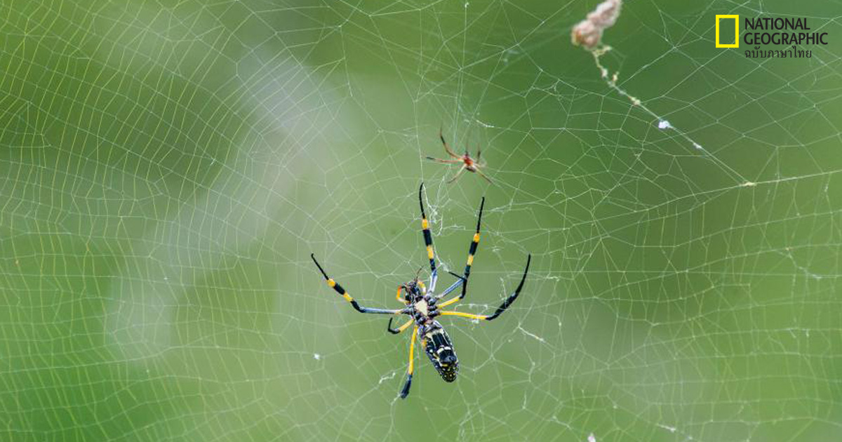 โลกของสัตว์