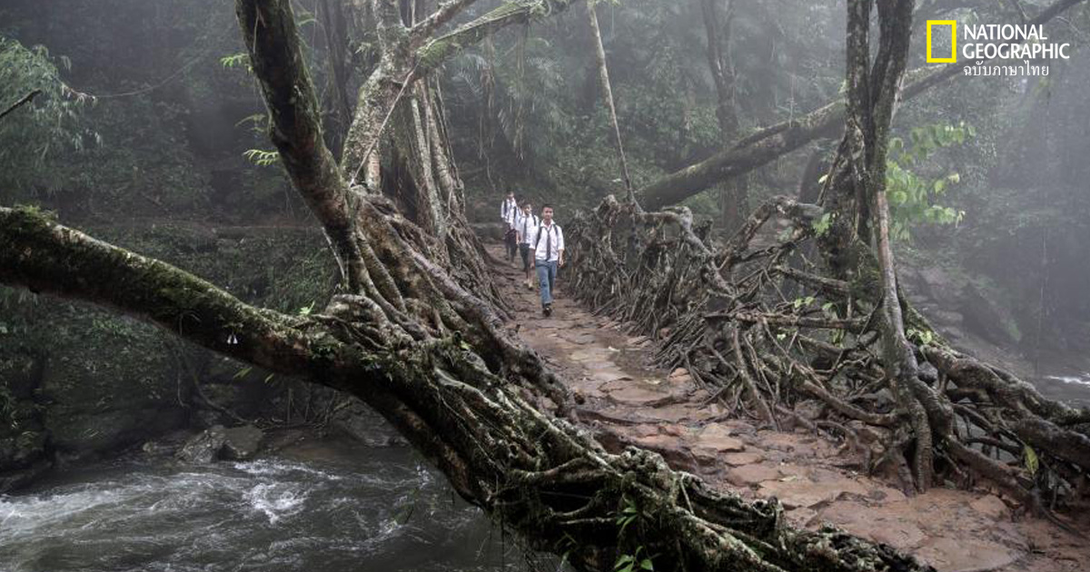 สะพานต้นไม้