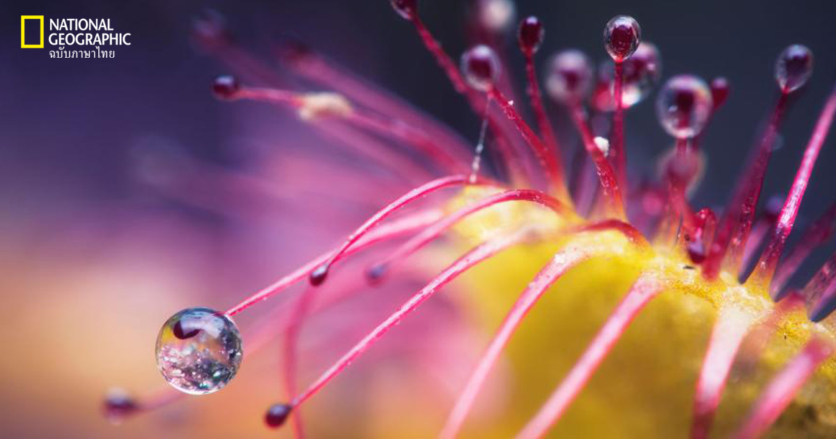 ต้นไม้กินแมลง