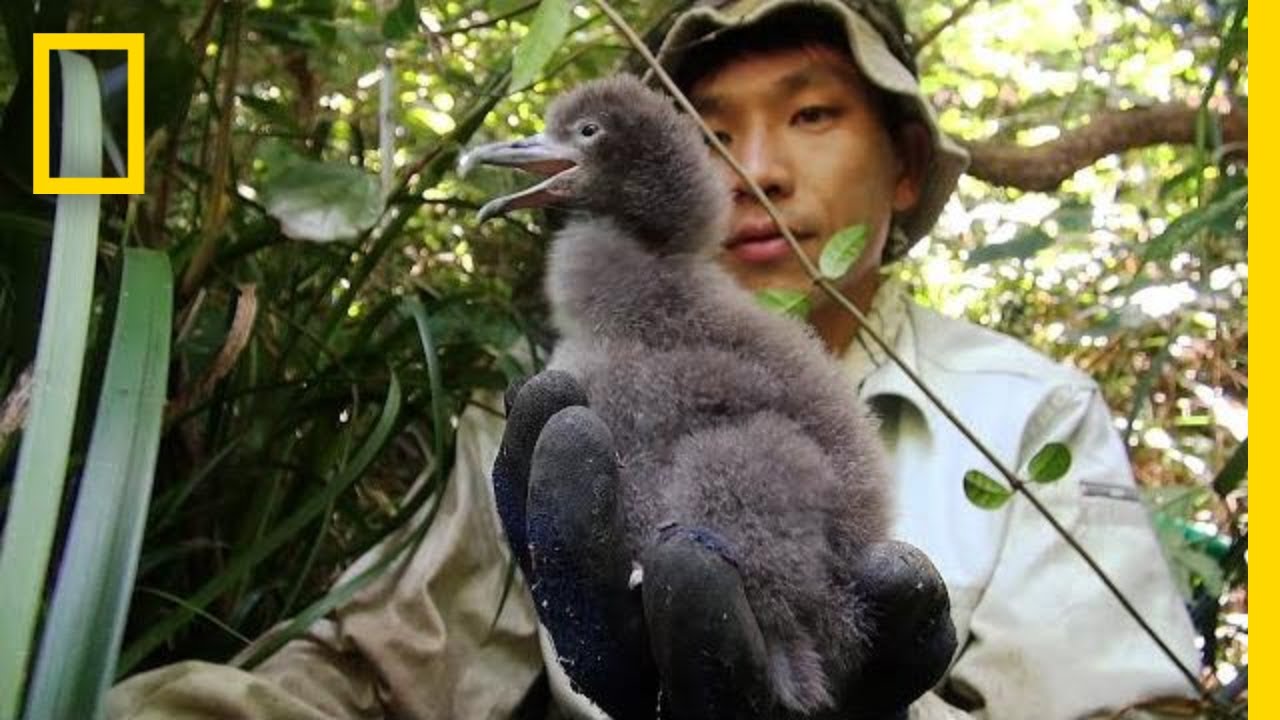 พยากรณ์อากาศจากนกทะเล