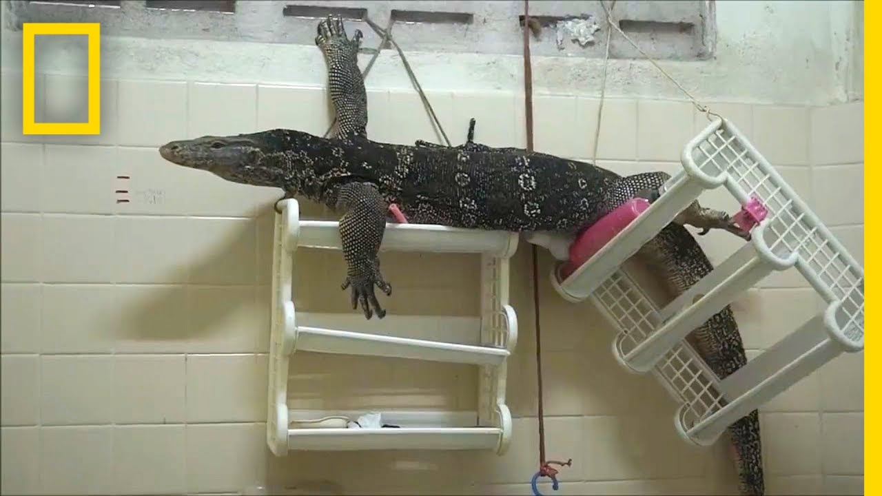 ตัวเงินตัวทอง