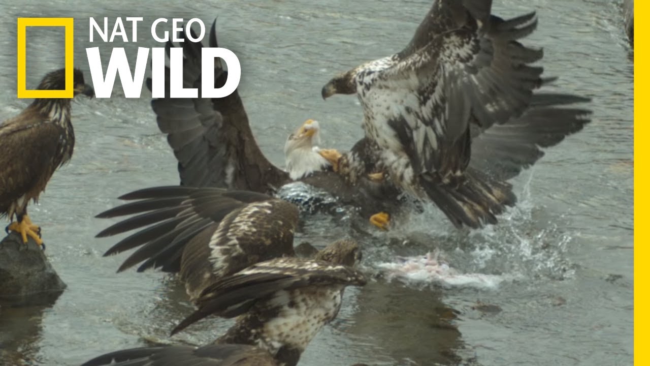 นกอินทรี