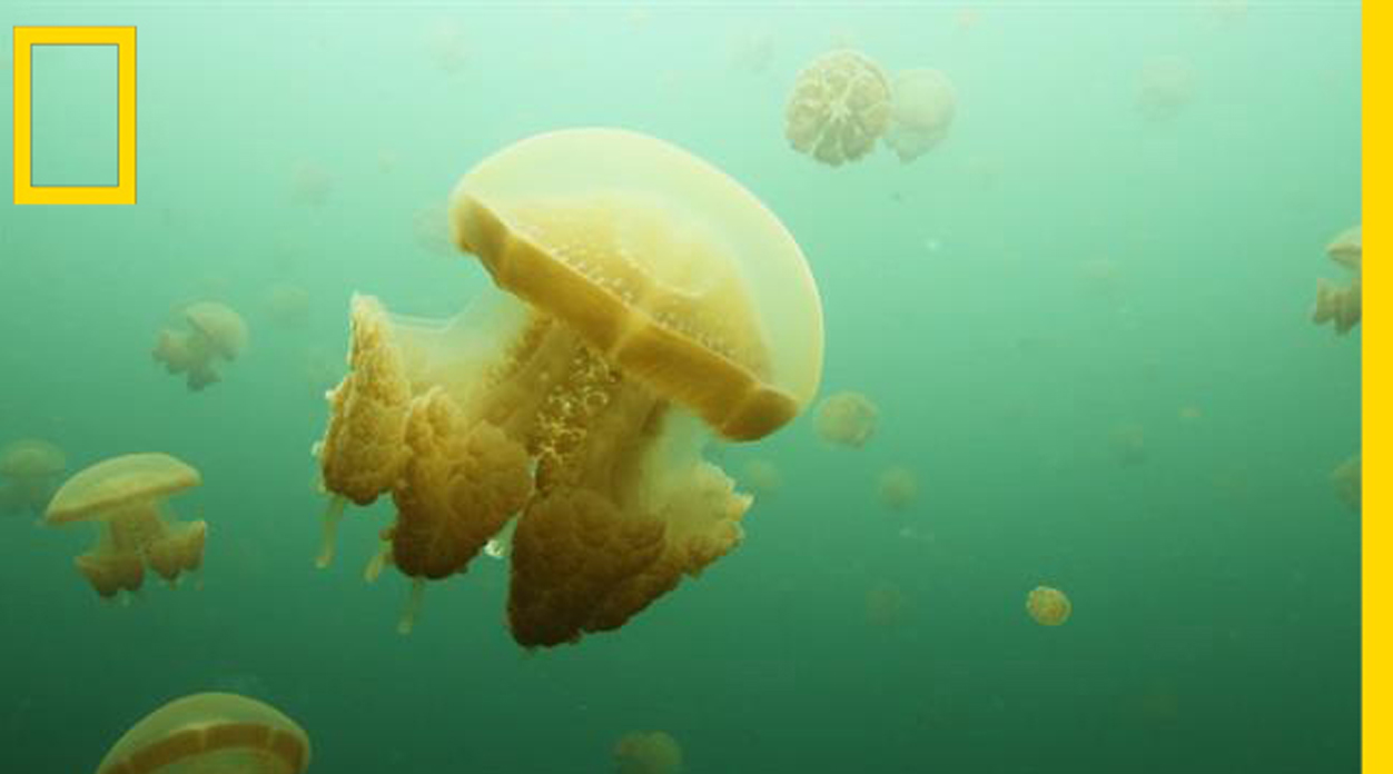 แมงกะพรุน