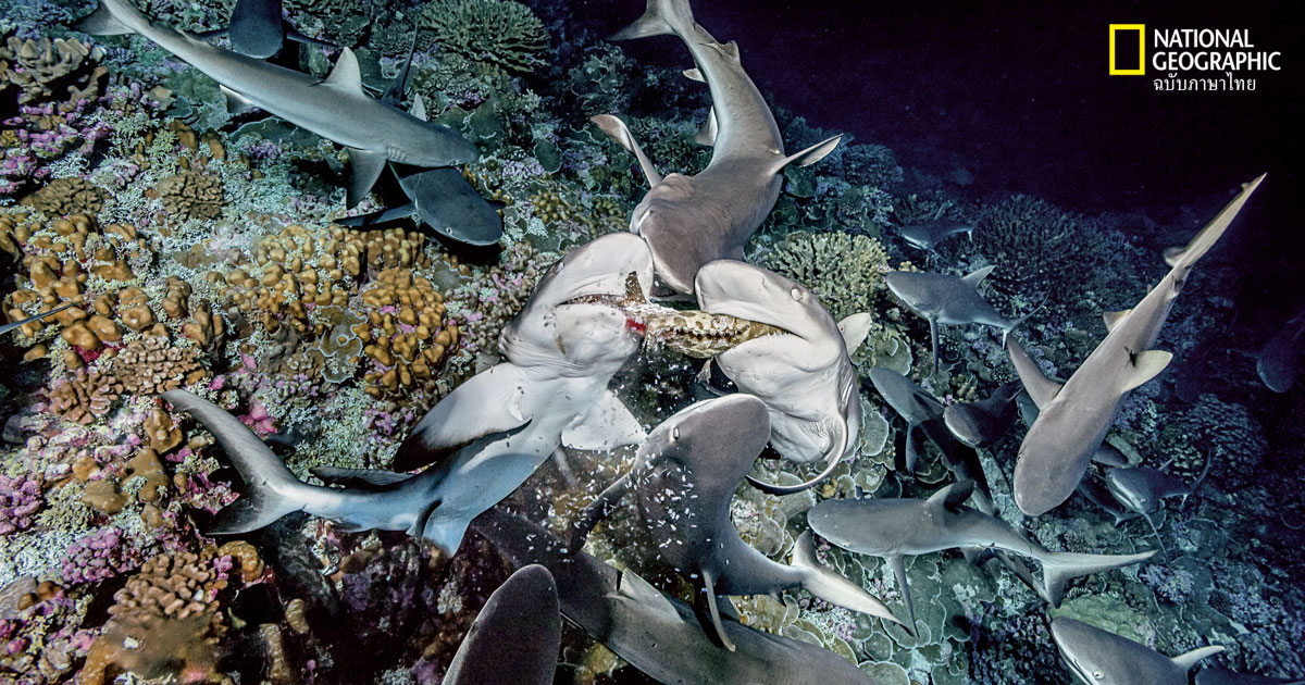 ฉลามดุทะเลเดือด