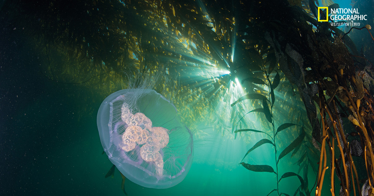 อัญมณีใต้ท้องทะเล