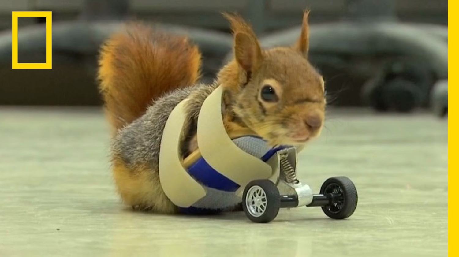 กระรอกน้อยติดล้อ