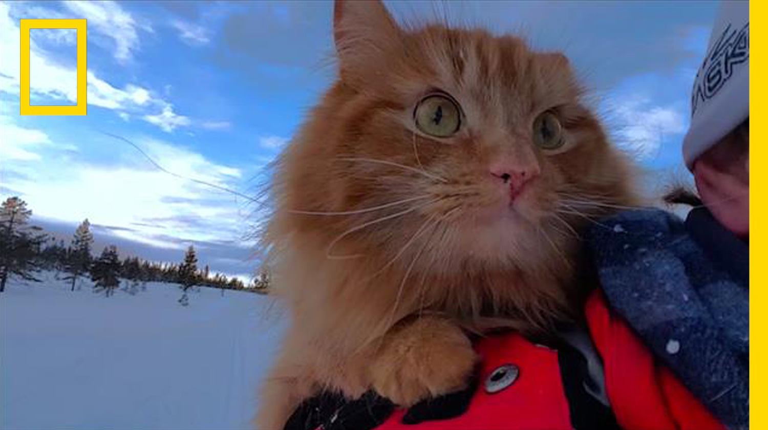 เจ้าเหมียวนักสกี