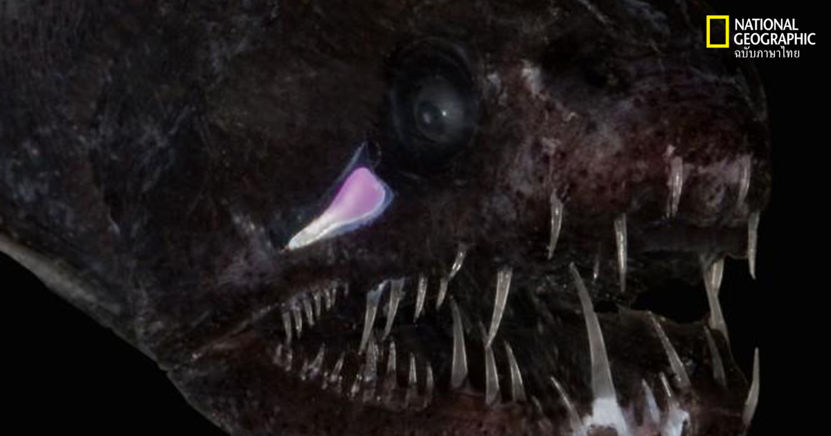 สัตว์น้ำใต้ทะเลลึก