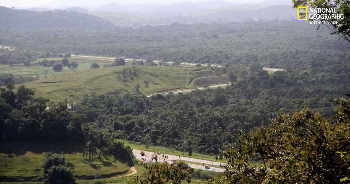 สะพานเชื่อมสัตว์ป่า