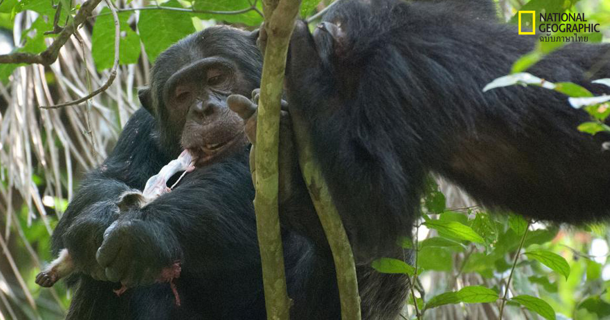 ชิมแปนซี