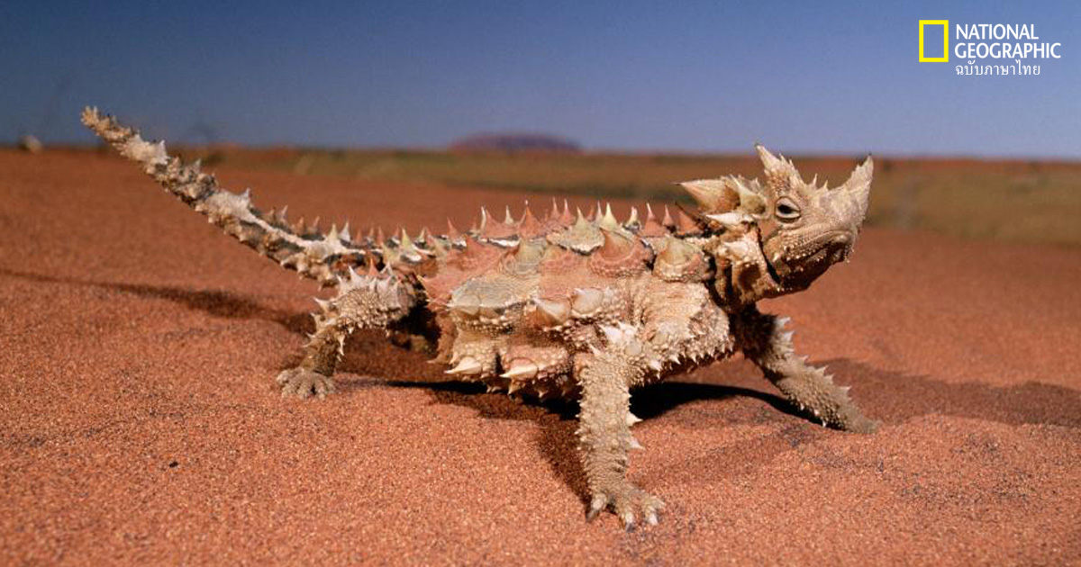 ดื่มน้ำ