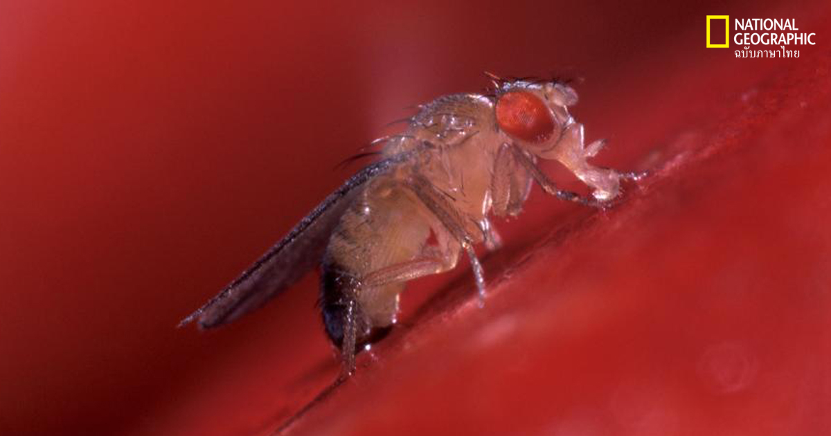 แมลงวันผลไม้