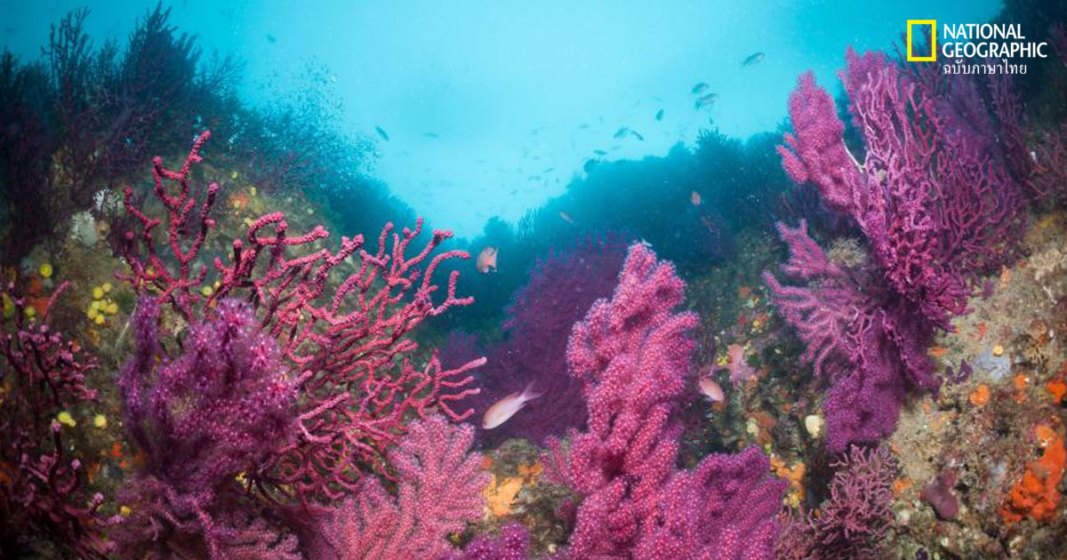 สัตว์อายุยืน