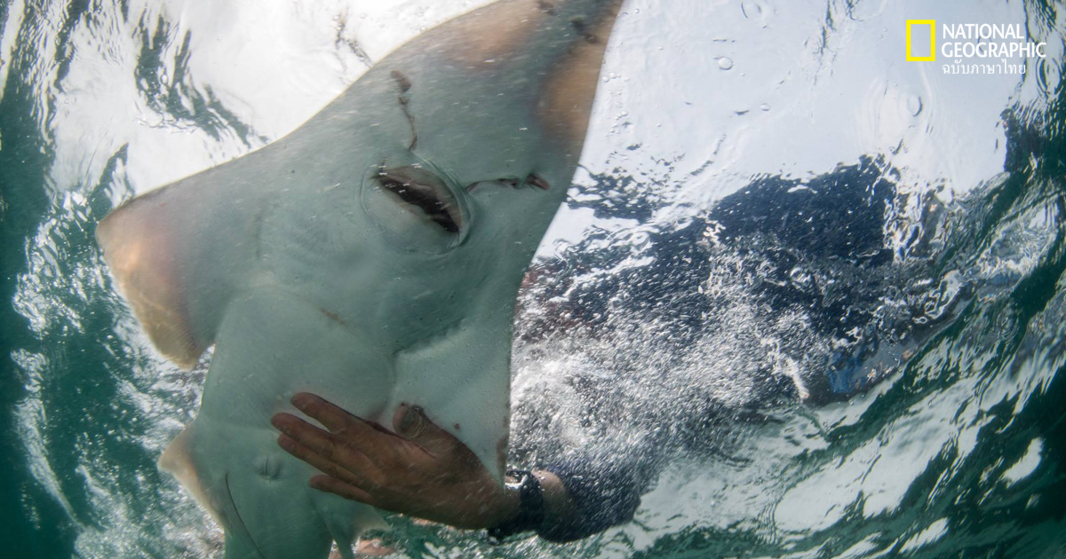 ปลาโรนัน