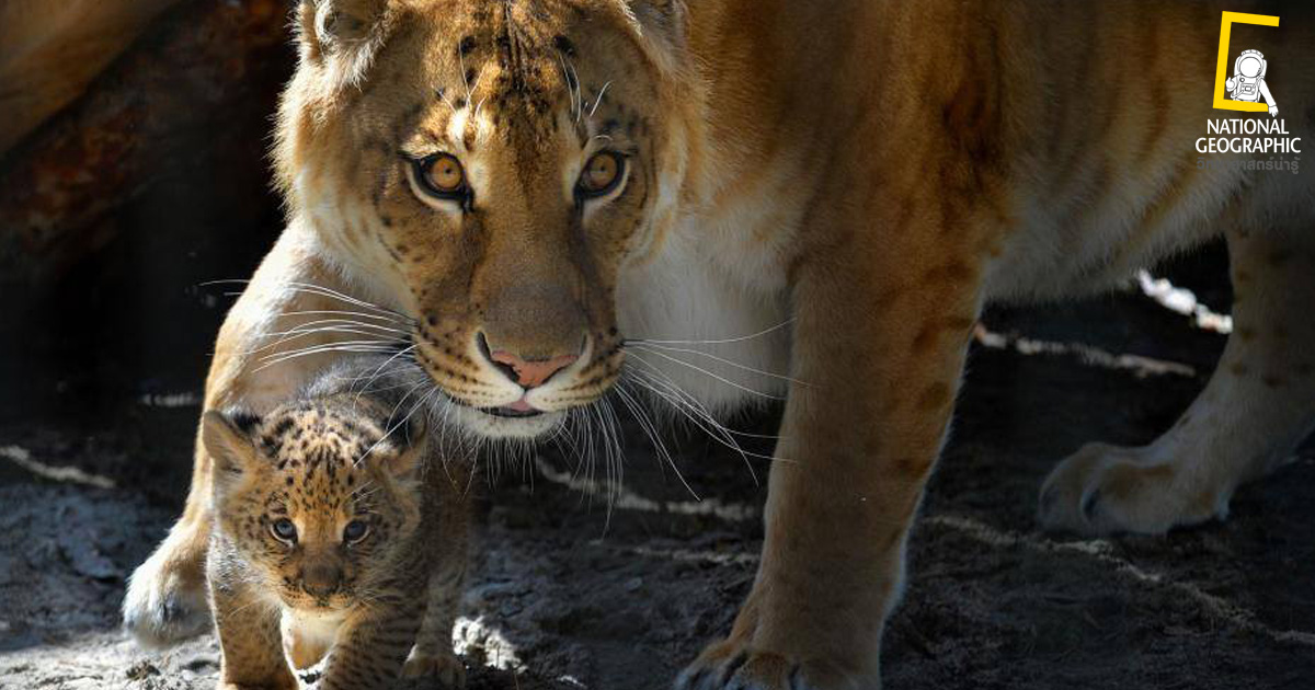 ข้ามสายพันธุ์