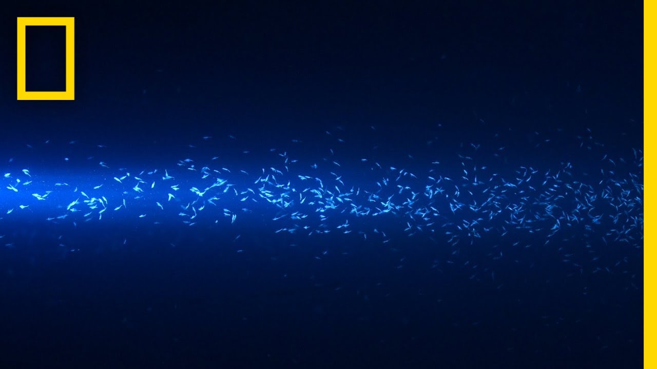 แพลงก์ตอน