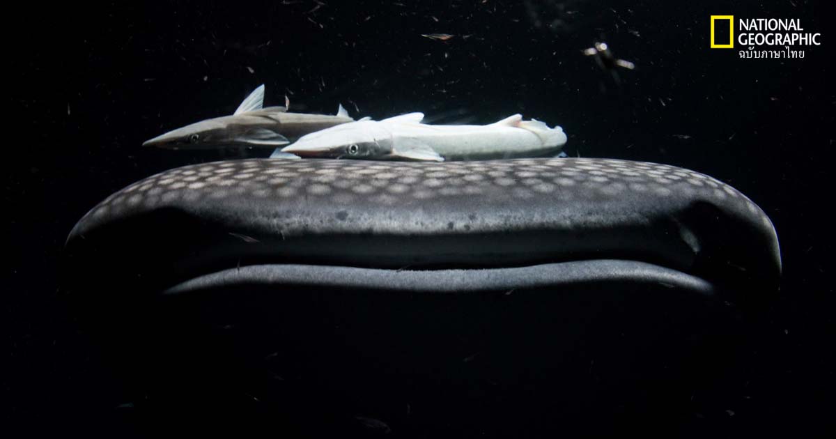 ฉลามวาฬ