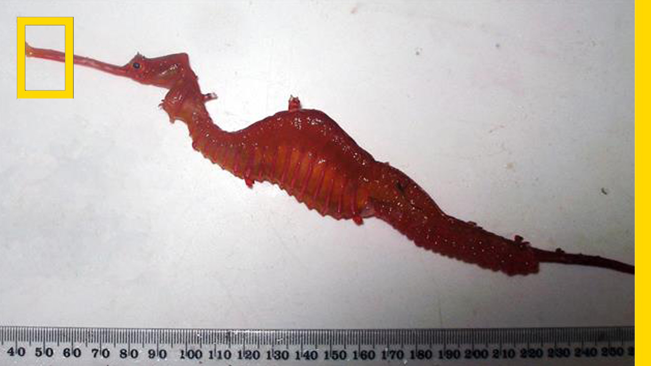 มังกรทะเลทับทิม