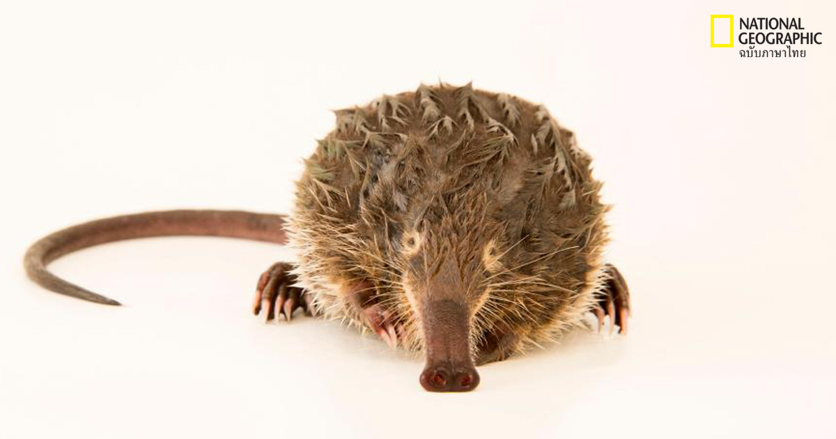 สัตว์เลี้ยงลูกด้วยนม