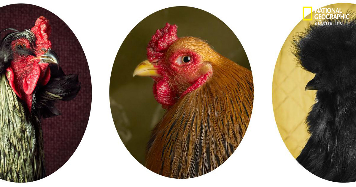 ไก่งามเพราะขน คนเลยต้องถ่ายรูป