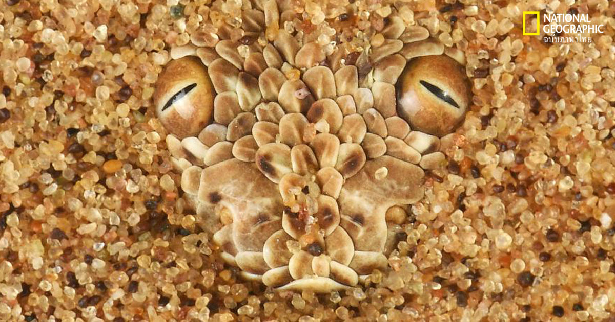 ทะเลทรายนามิเบีย