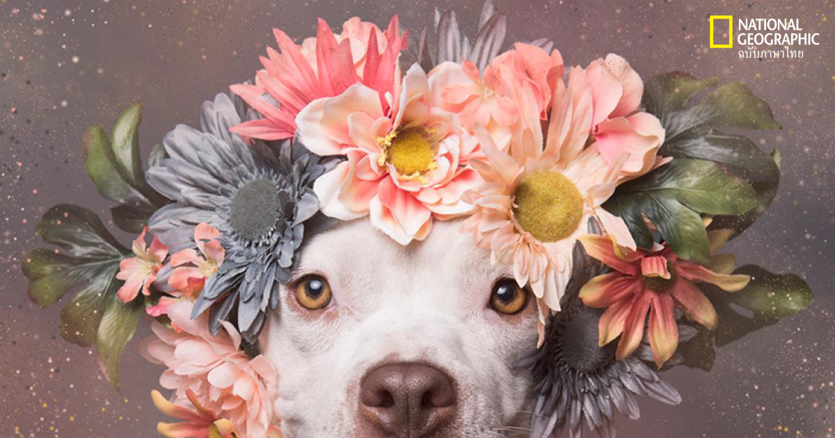 สุนัขพิทบูล