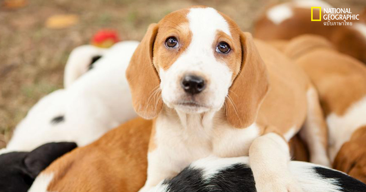 ลูกสุนัขน่ารัก