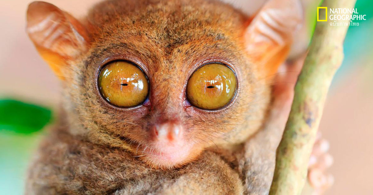 ดวงตาสัตว์