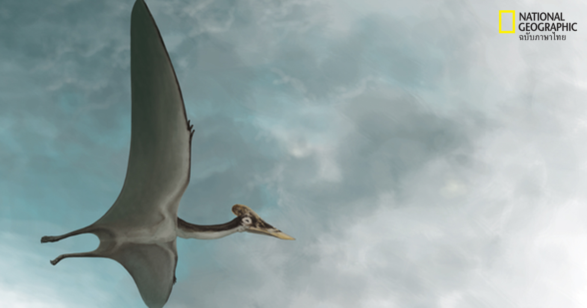 เทอโรซอร์