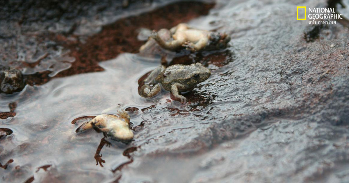 สัตว์ครึ่งบกครึ่งน้ำ