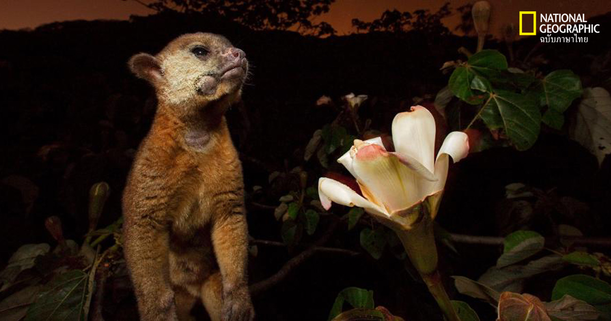 สัตว์กลางคืน