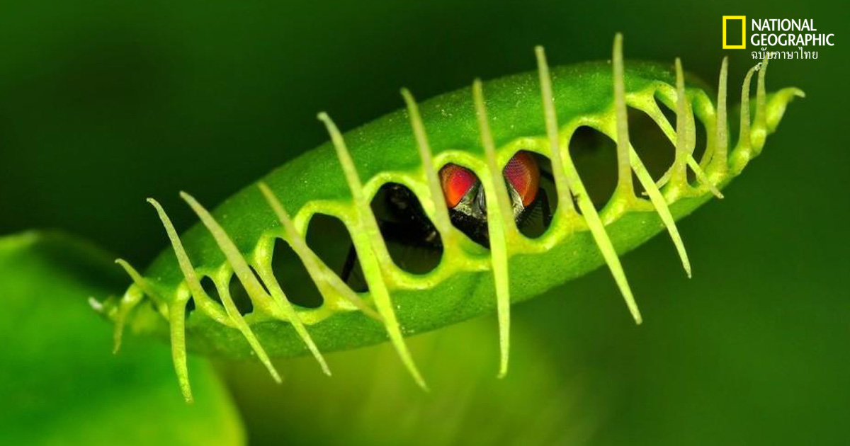 สิ่งมีชีวิตไม่มีสมอง