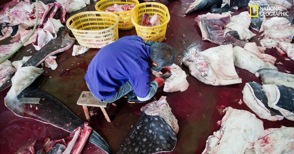 ฉลามวาฬ