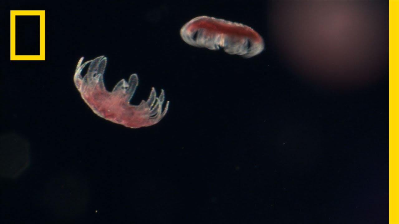 ลูกแมงกะพรุนไฟ