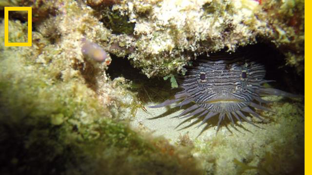 ปลาคางคก