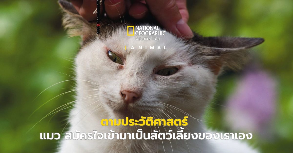 แมว สมัครใจเข้ามาเป็นสัตว์เลี้ยงของเราด้วยตัวเอง