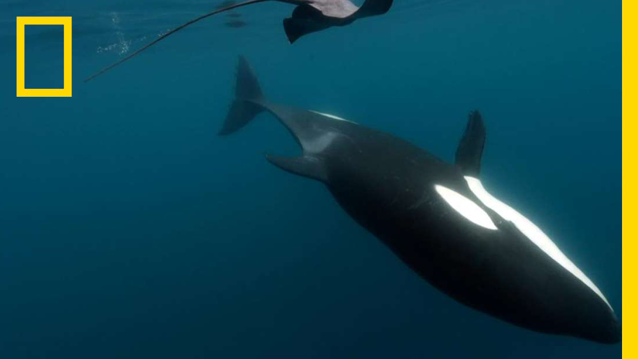 วาฬเพชฌฆาตฆ่าเพื่อความเพลิดเพลิน