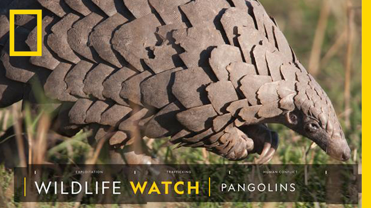 ตัวนิ่ม