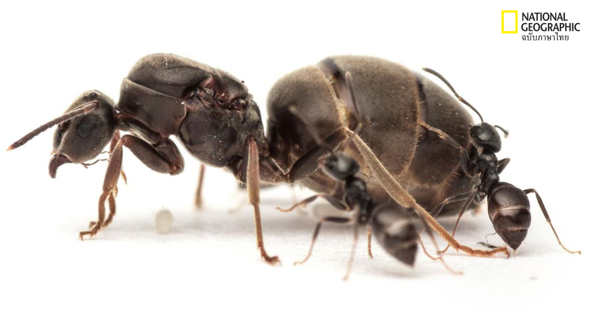 ชีวิตรักคือเคล็ดลับสุขภาพดีของนางพญามด