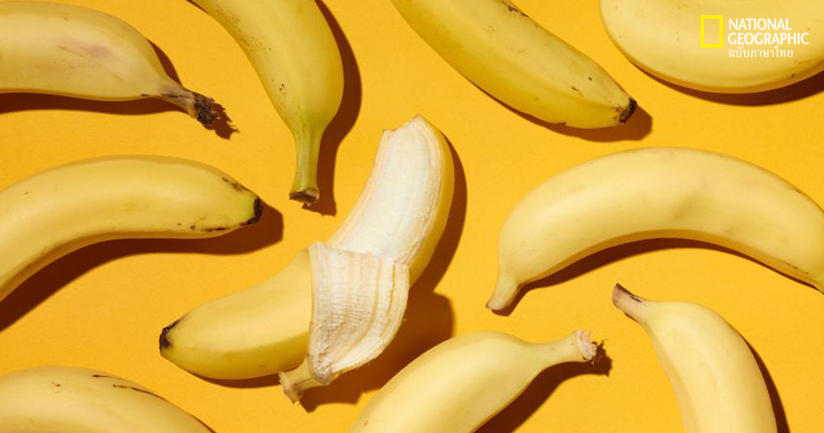 เซ็กส์ทอย