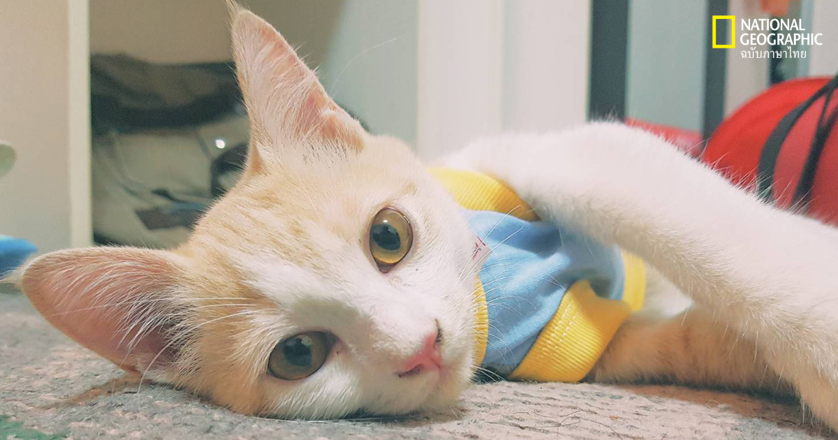 เลี้ยงแมวระบบปิด