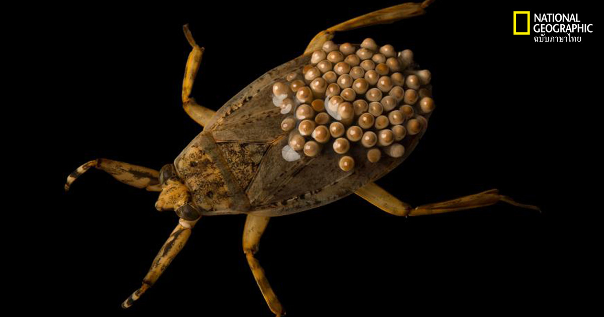 ยอดคุณพ่อในโลกของสัตว์